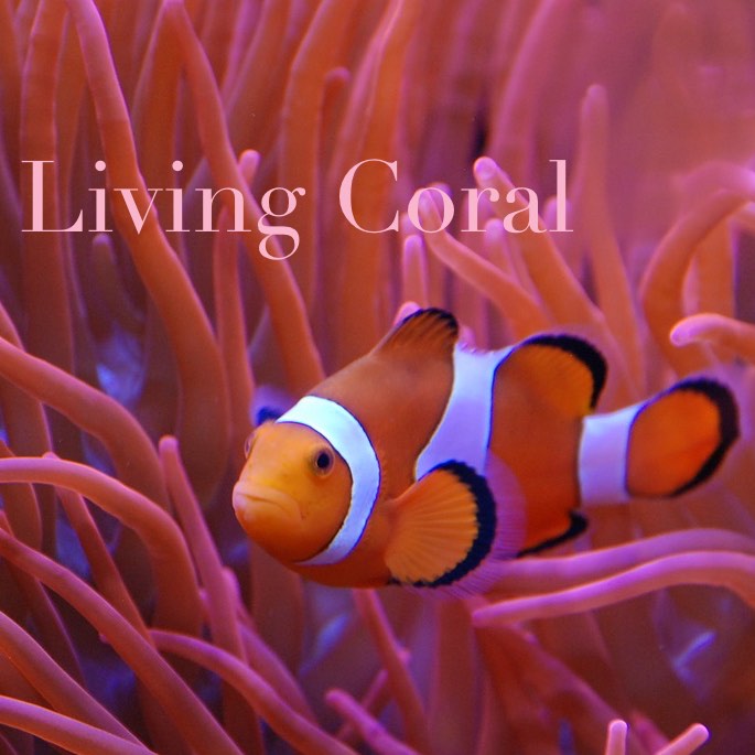 Schminktante Anja Frankenhäuser freut sich über den aktuellen Farbtrend, die Pantone Color of the year 2019: Living Coral.