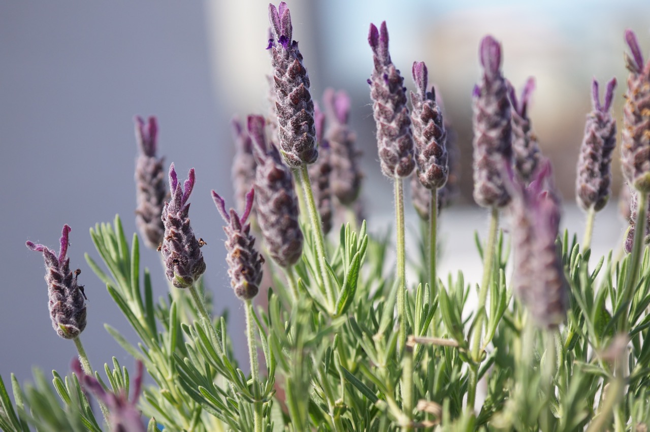 Lavendel verströmt einen aromatischen Duft, Grüße zu Pfingsten von der Schminktante.
