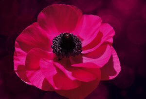 Die Pantone Color of the year 2023 heißt Viva Magenta. Pink, Rot, Magenta, Farbe des Jahres, Schminktante, Anja Frankenhäuser, Make up, Modetrend, Trendfarbe, Frauke Riehter, pixabay